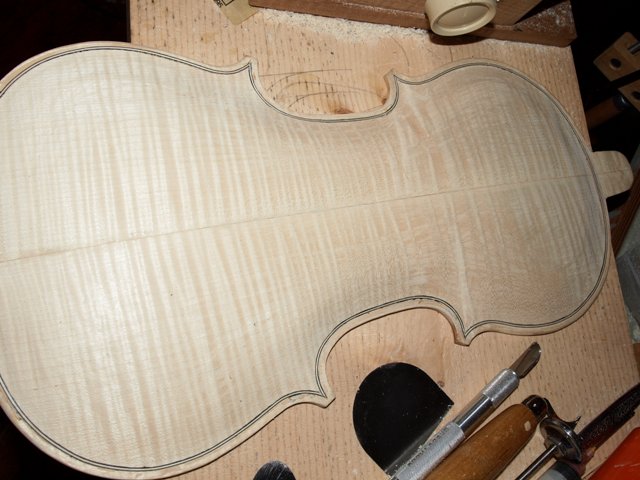 Aria Maple