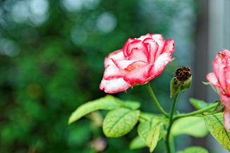 Rebirth a fresh Nicole Rose budding after a rain