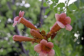 Trumpet Flowers in the Rain